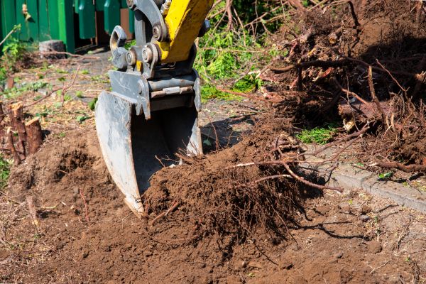 Tree Root Removal Service