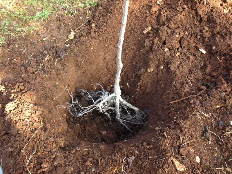 Sewer Line Tree Root Removal