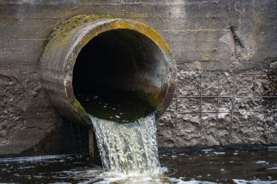 Tree Roots Encroaching on Sewer Lines